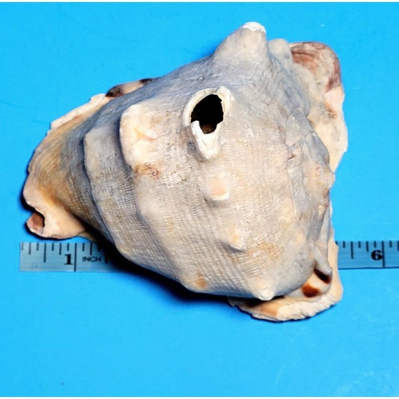 Queen Helmet Seashell Horned Gulf Conch Elaborate Opening 5.6" X 5" VGC! #D - Picture 11 of 13